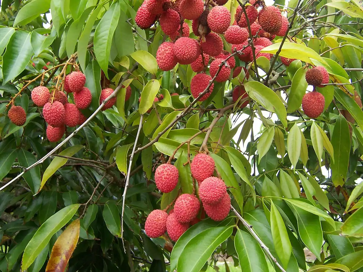 Vải Thiều (Lychee) Có Mùi Gì Trong Nước Hoa