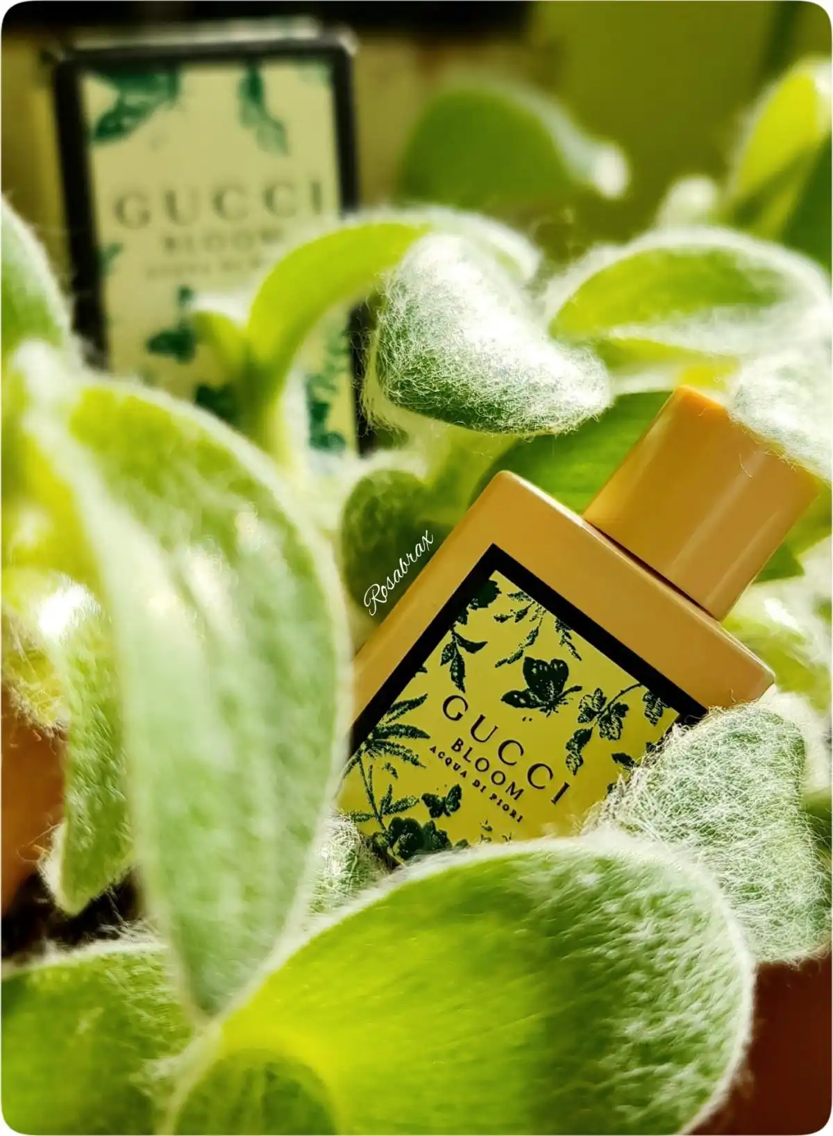 Độ tỏa hương Gucci Bloom Acqua Di Fiori