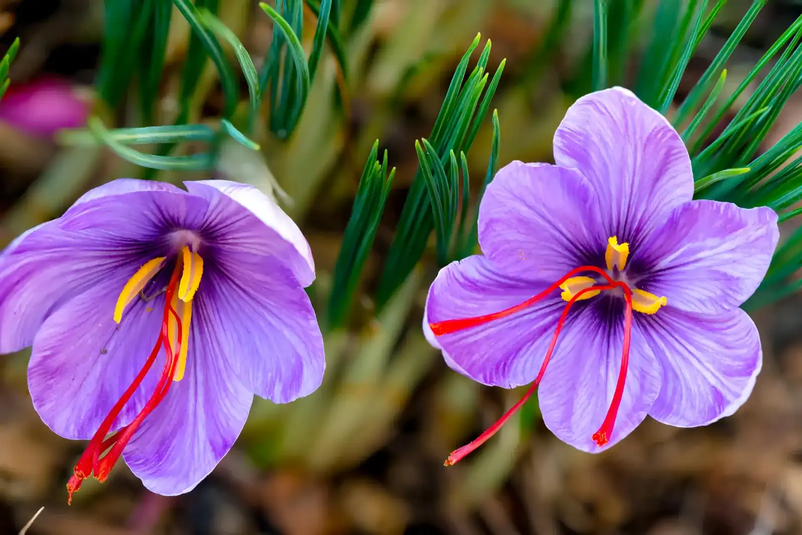 Saffron (Nhuỵ Hoa Nghệ Tây) là gì?