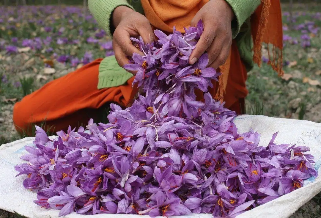 Những mùi hương kết hợp tốt với Saffron