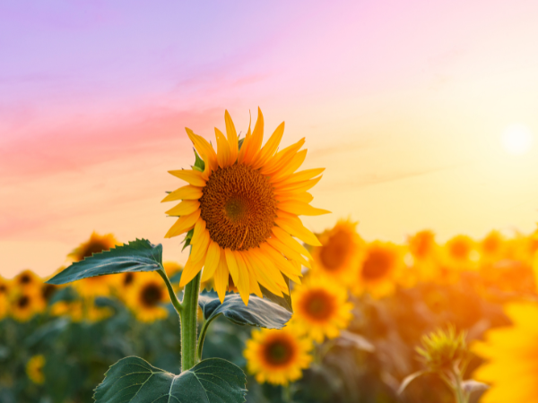 hoa hướng dương