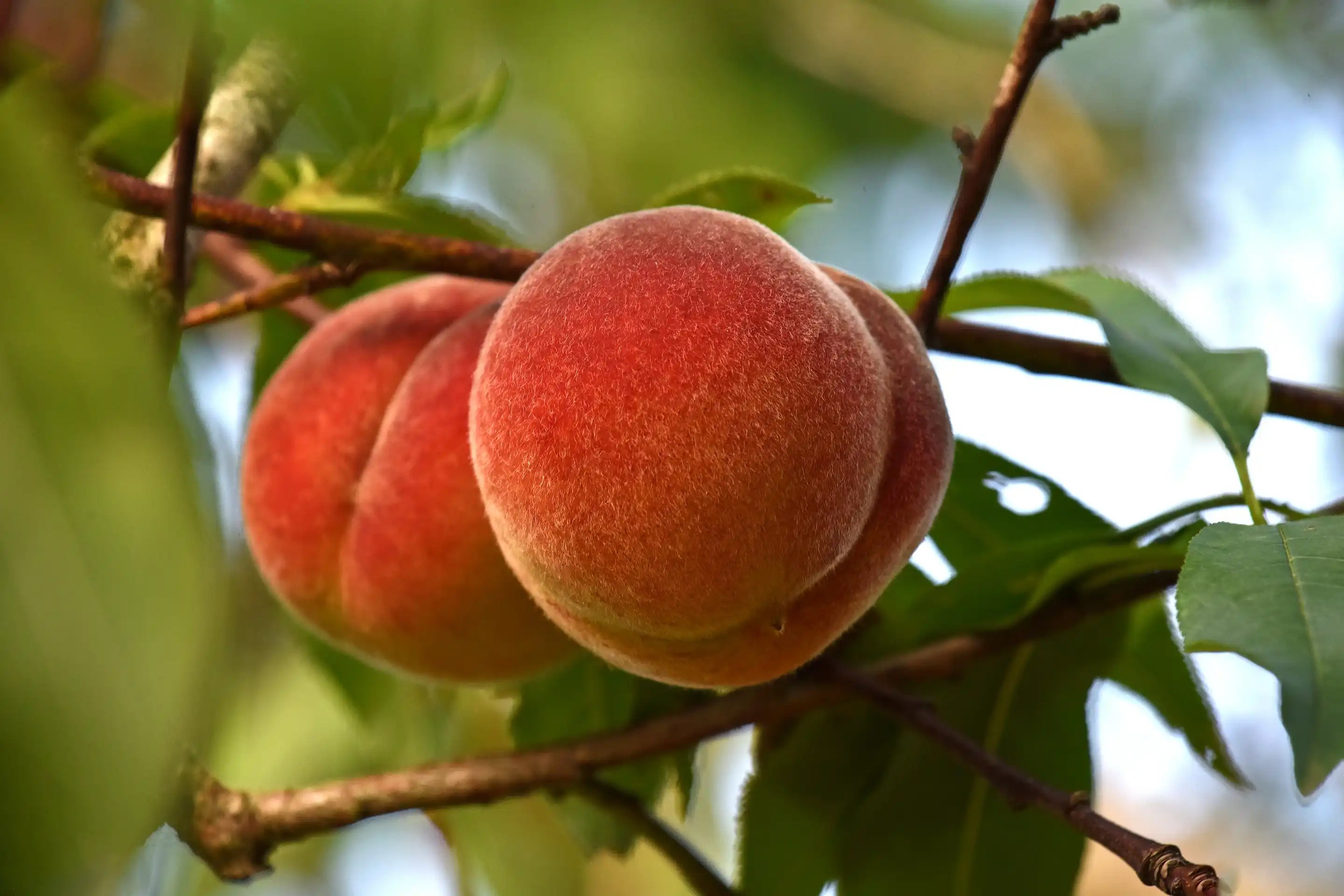 Hợp hương đào