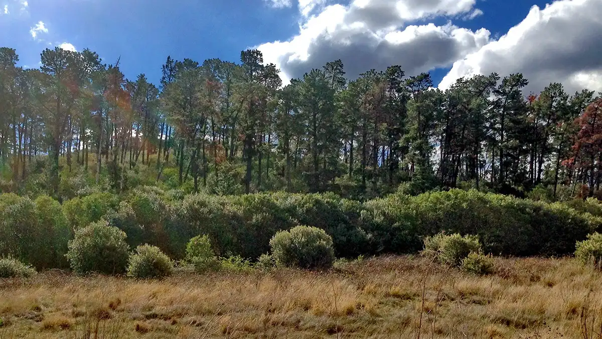 Mùi Thông (Pine) Trong Nước Hoa Là Gì?