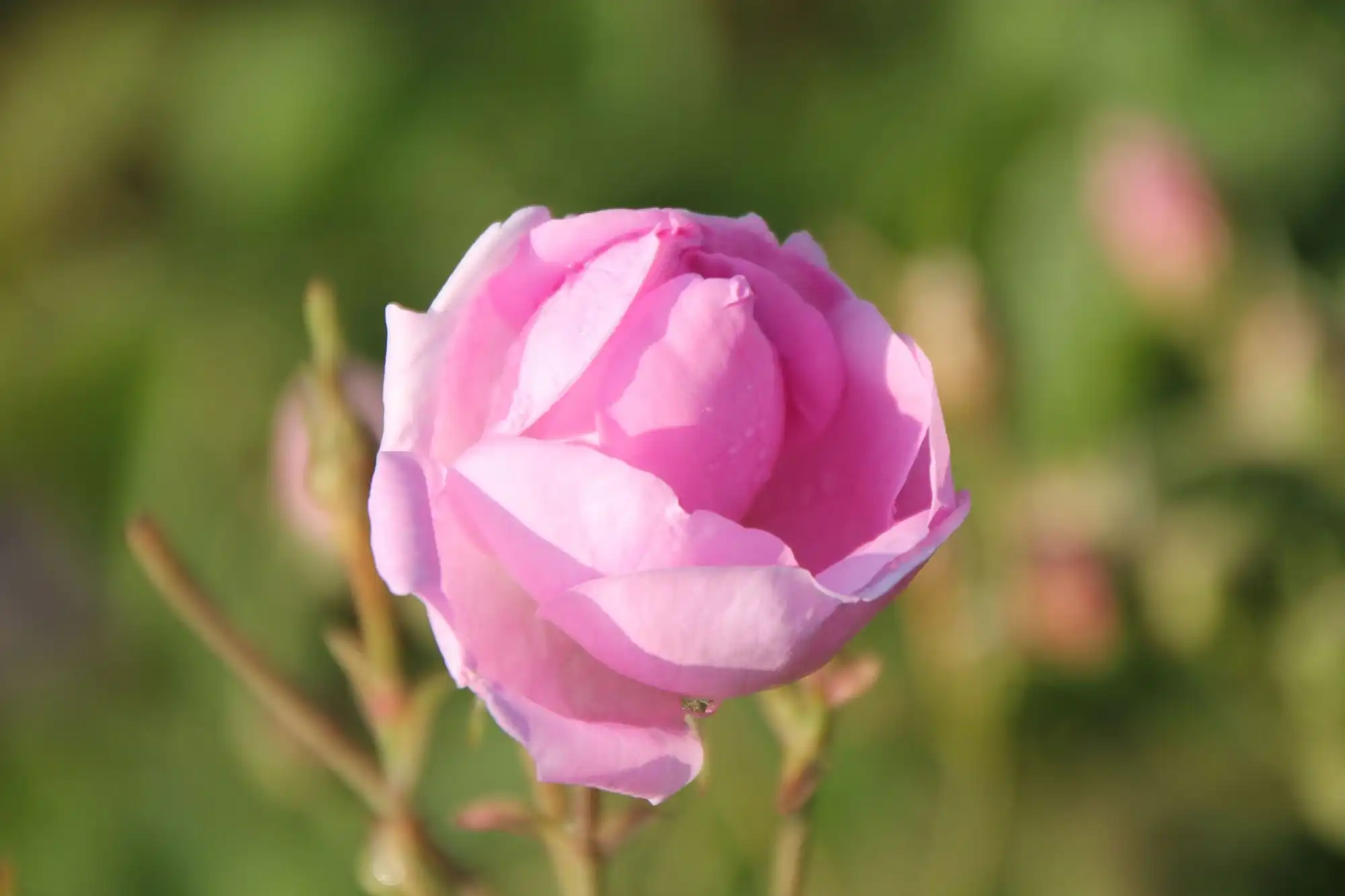 Hoa Hồng (Bulgaria) Có Mùi Gì?