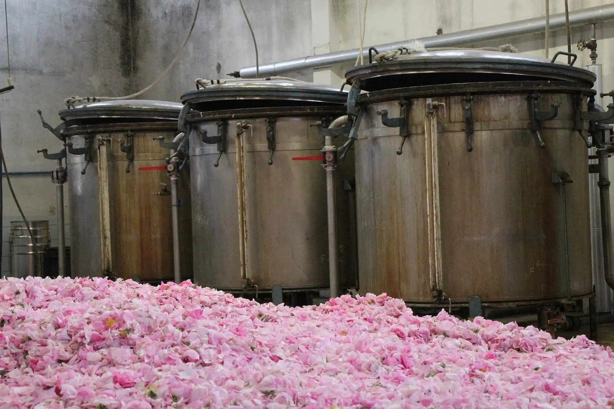 Sản xuất Hoa Hồng (Bulgaria)