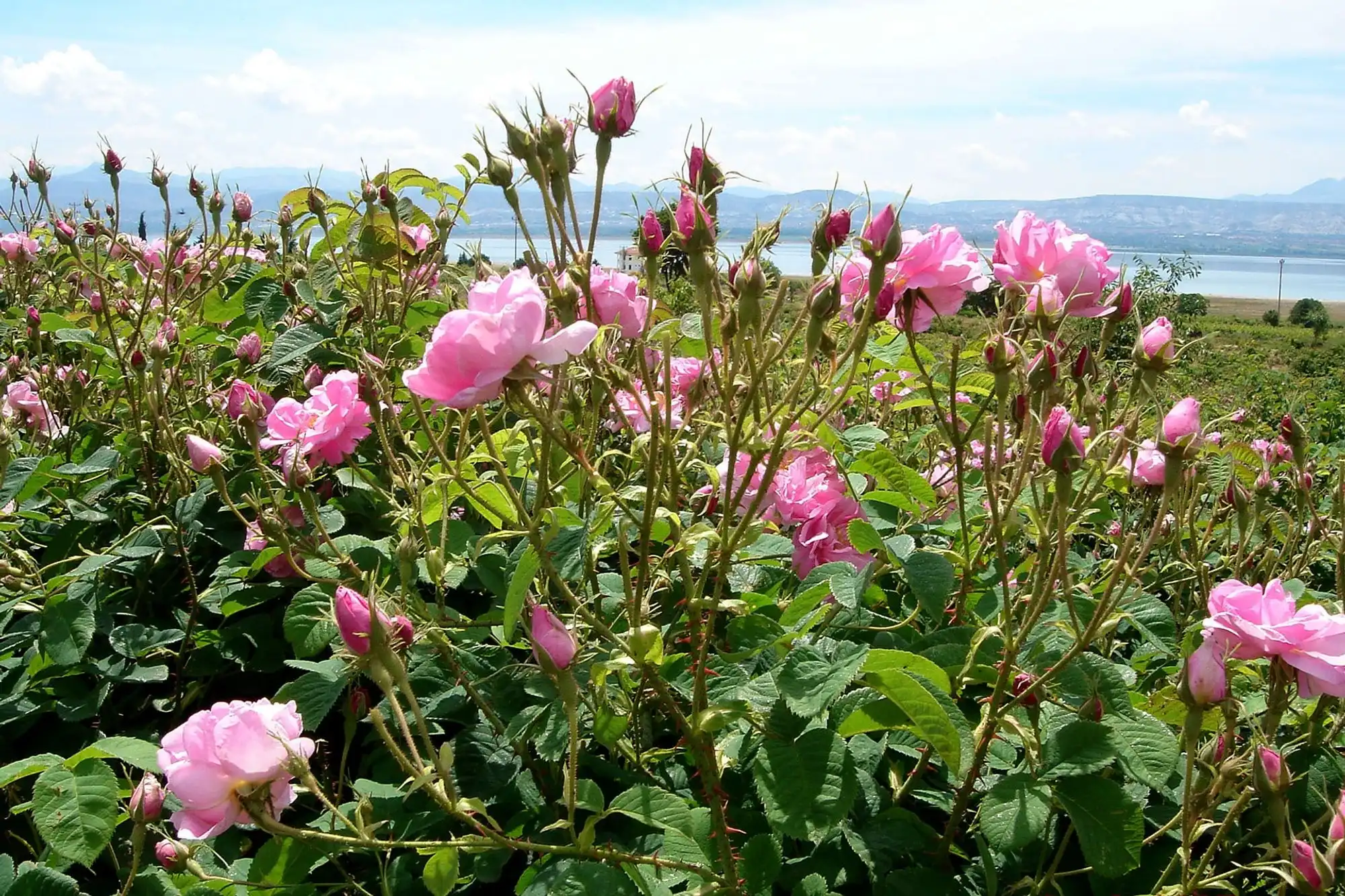 Hoa hồng (Bulgaria) có mùi gì?