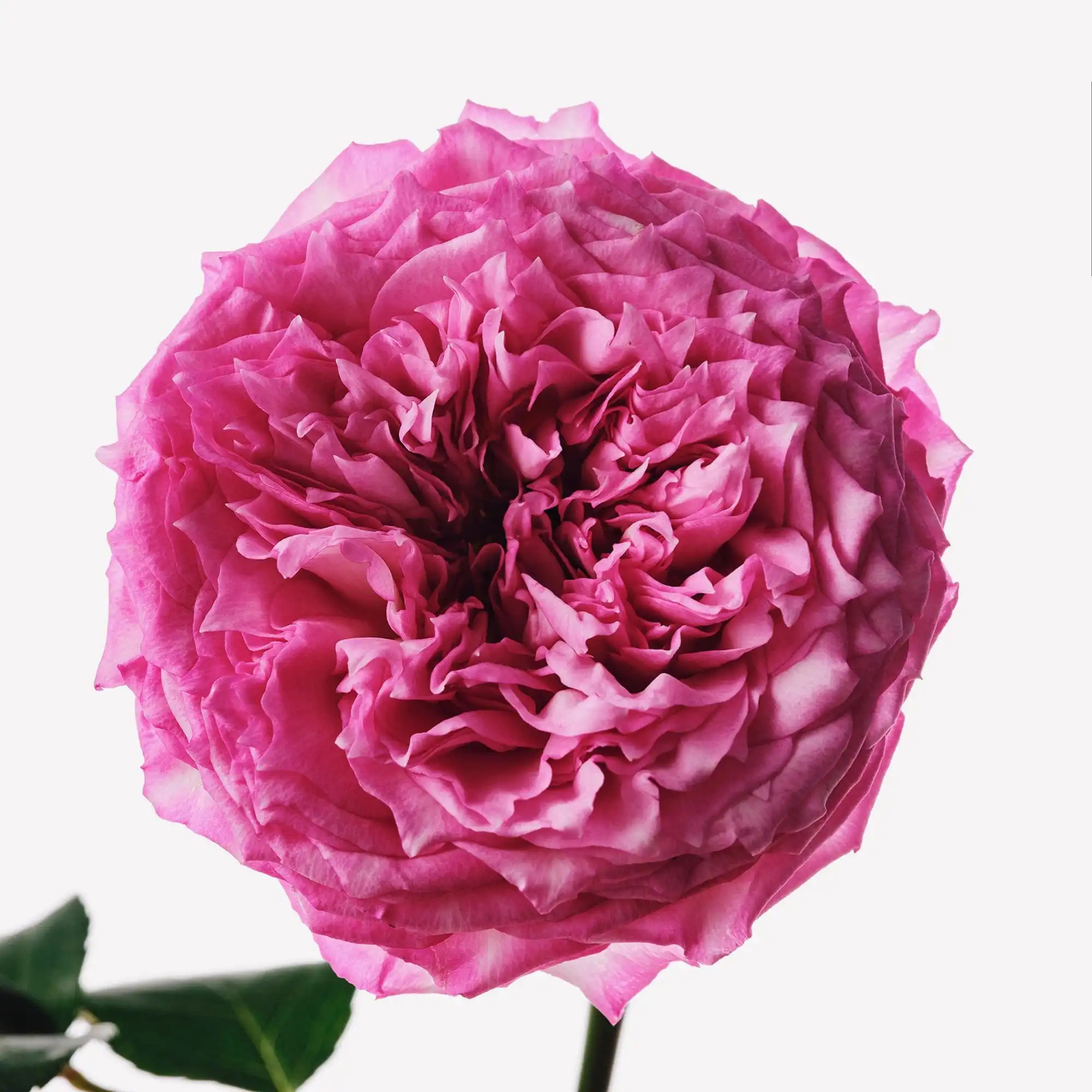 Lịch sử Hoa Hồng (Bulgaria)