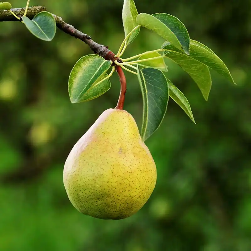 Ý nghĩa của từ lê là gì?
