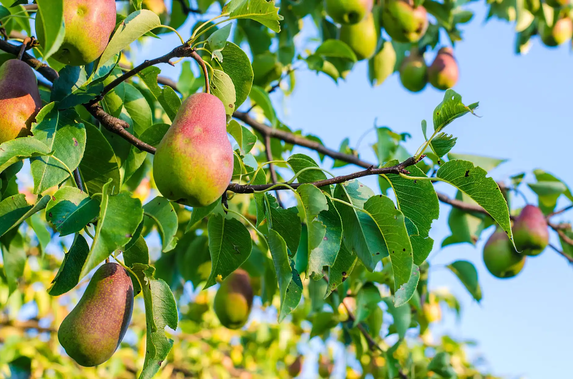 Hương Lê (Pear) Có Mùi Gì Trong Nước Hoa?