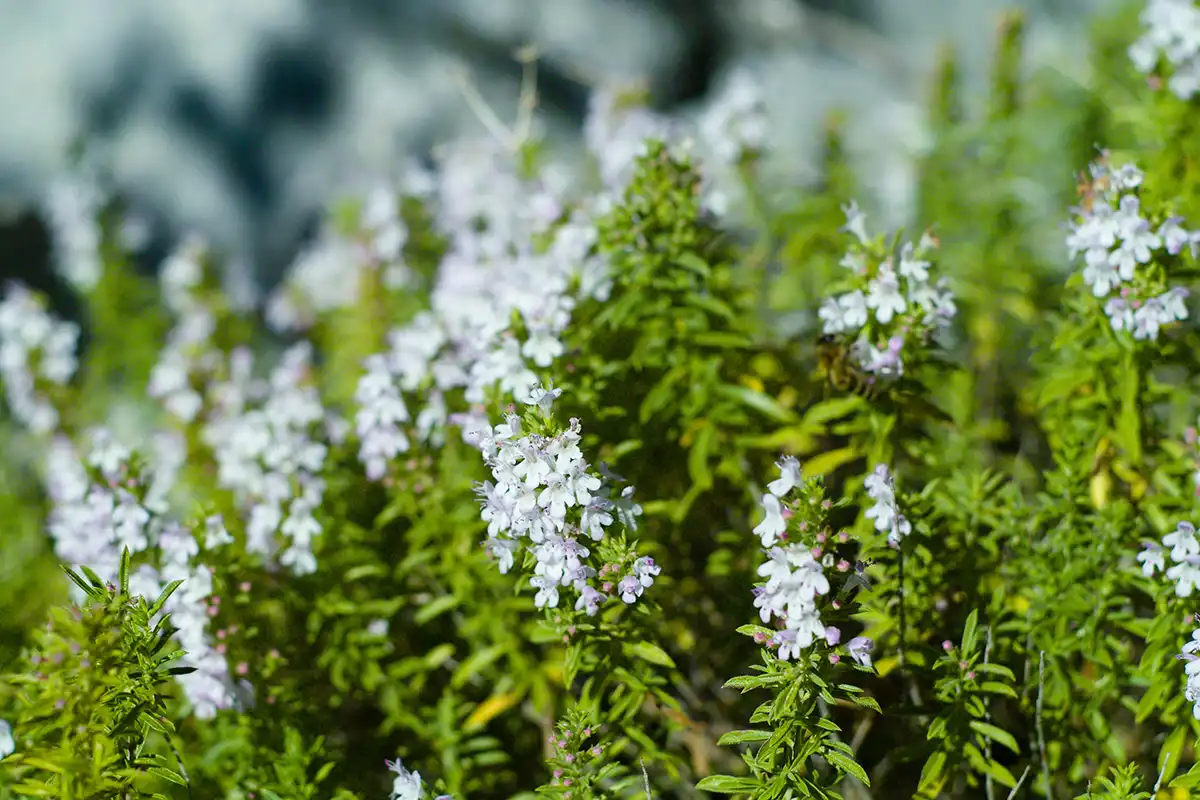 Cỏ Xạ Hương (Thyme) Trong Nước Hoa Có Mùi Gì?