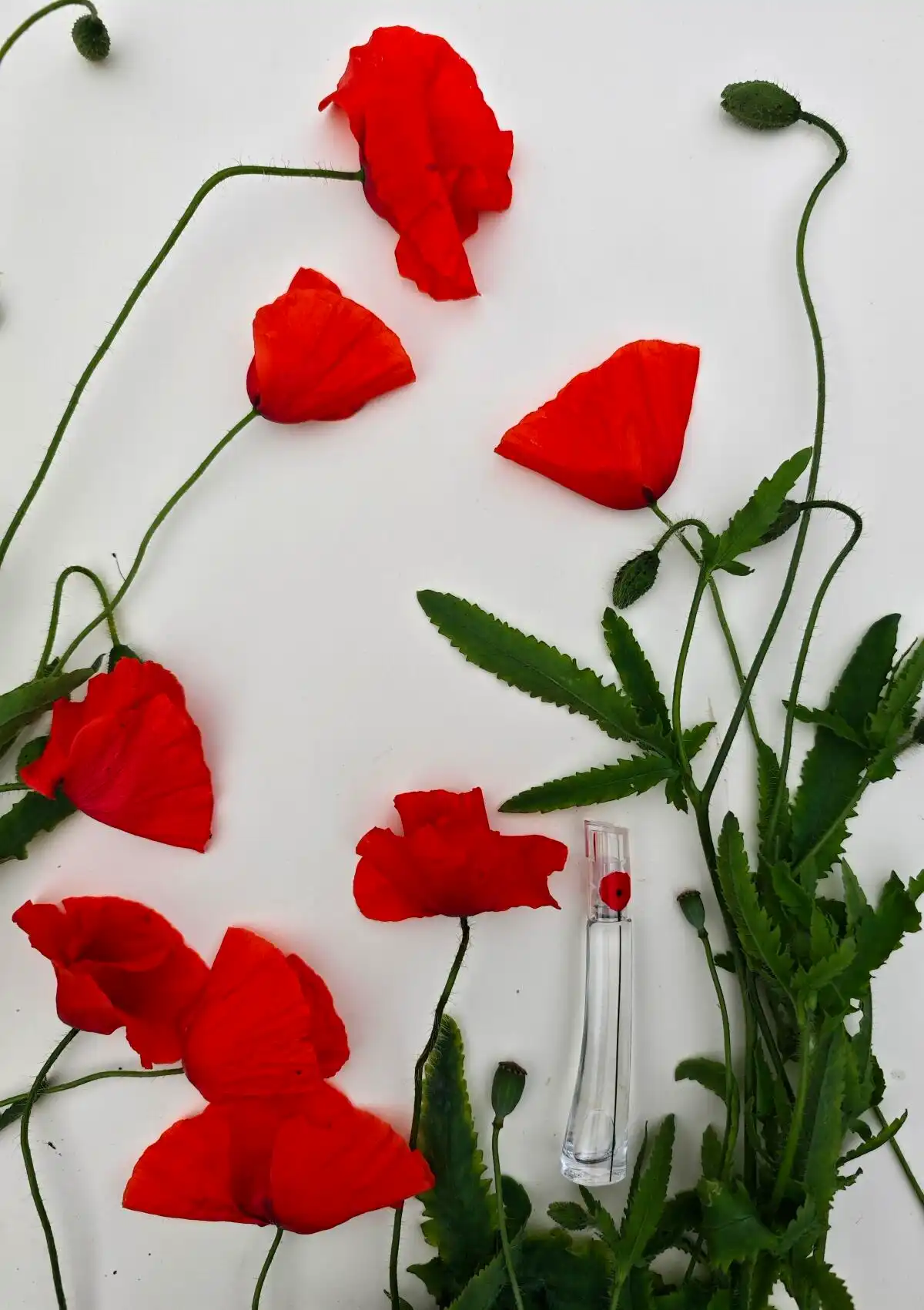 Ấn tượng về Kenzo Flower