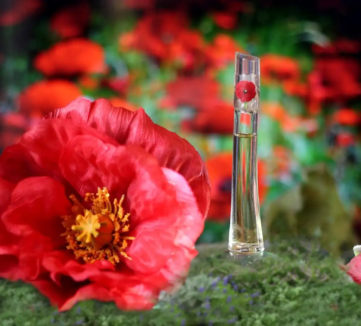 Kết luận - Kenzo Flower có đáng mua không?