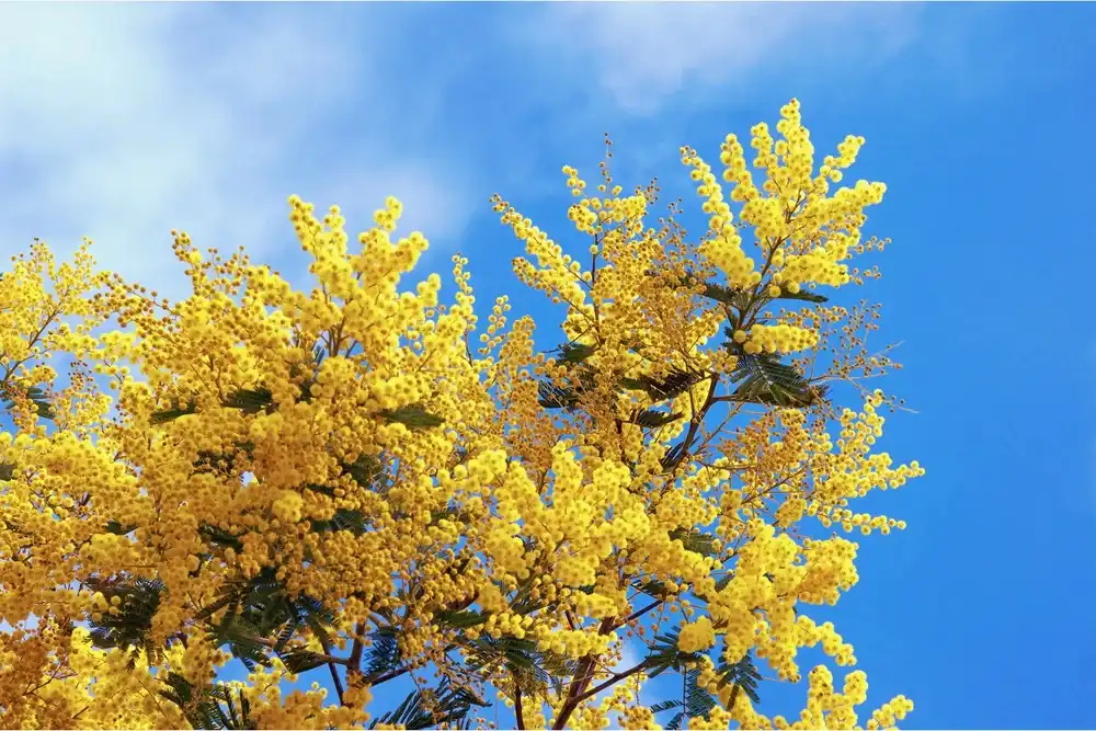 Mimosa có nghĩa là gì?