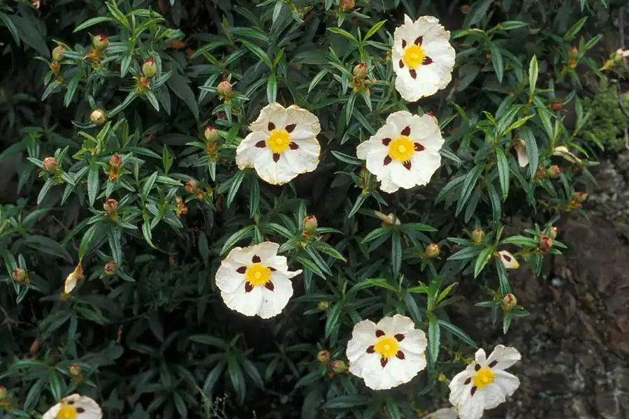 Nhựa Labdanum