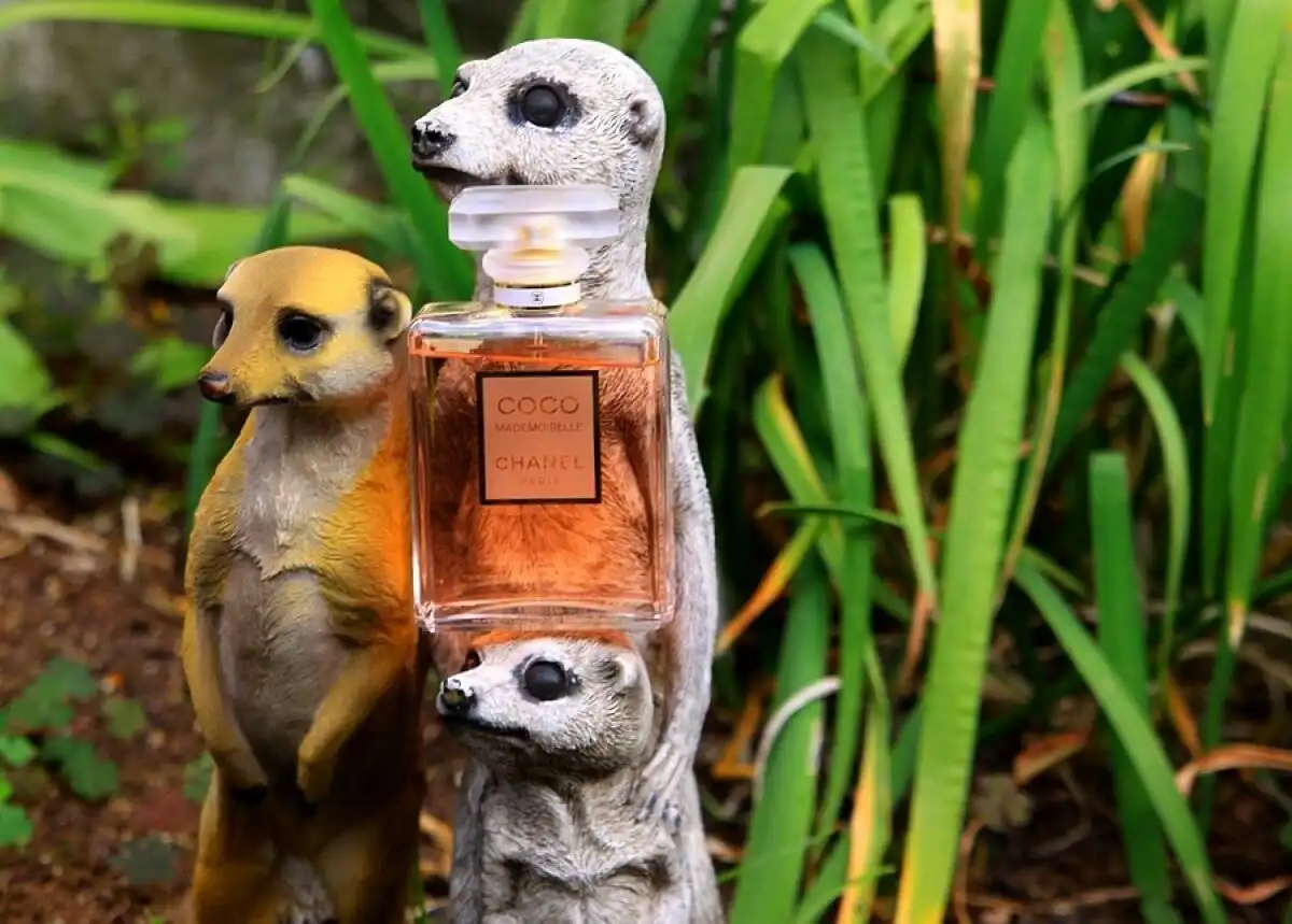 So Sánh Các Bản Dupe Của Chanel Coco Mademoiselle: Club de Nuit Woman vs. Suddenly Madame Glamour vs. Raindrops vs. Zen