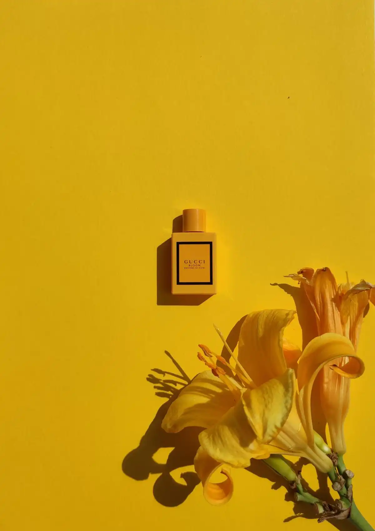 Độ lưu hương nước hoa Gucci Bloom Profumo Di Fiori