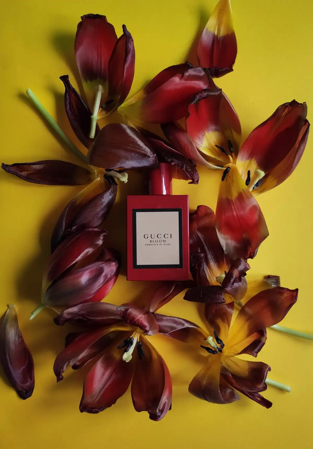 Độ lưu hương nước hoa Gucci Bloom Ambrosia Di Fiori EDP Intense