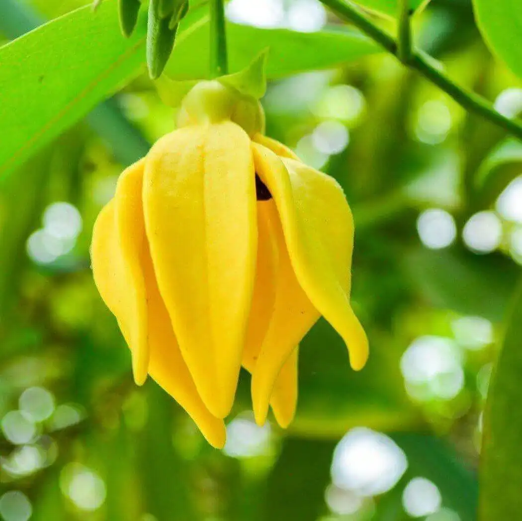 Hoa Ylang-ylang