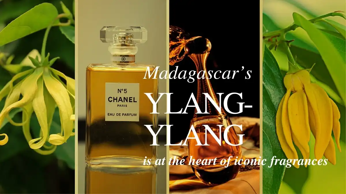 Hoa Ylang-ylang trong nước hoa có mùi gì