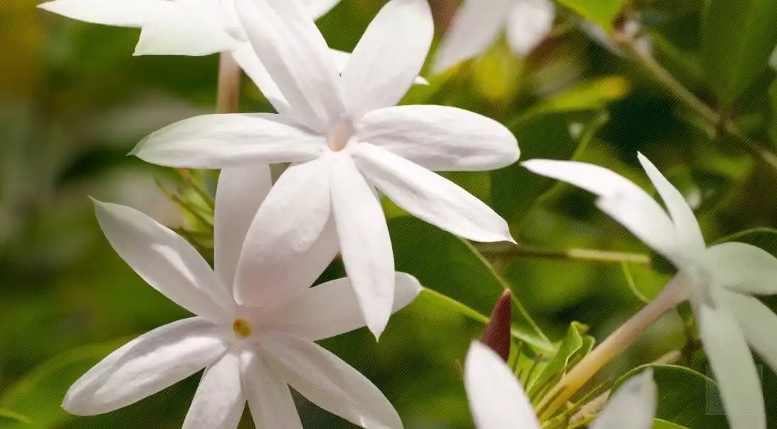 Hương hoa nhài (Jasmine) có thực sự chiết suất từ hoa nhài?