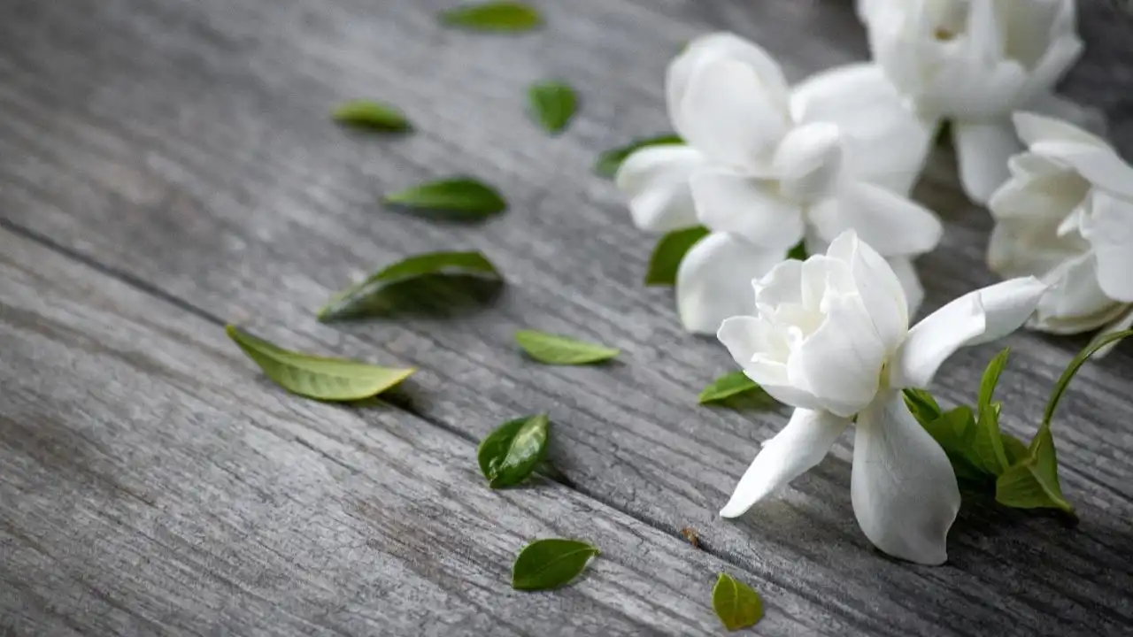 Hoa Dành Dành (Gardenia) Có Mùi Như Thế Nào?