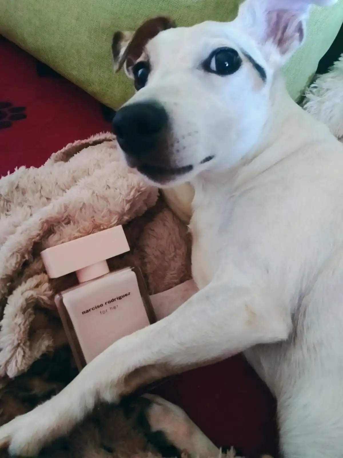 Nhược điểm của Narciso Rodriguez for her Eau de Parfum: