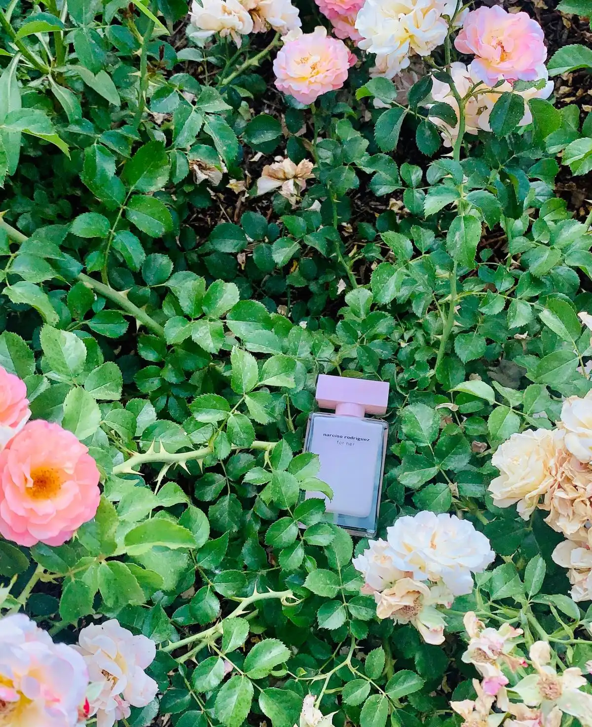 Kết luận - Có nên mua nước hoa Narciso Rodriguez For Her EDP (Hồng Nhạt)