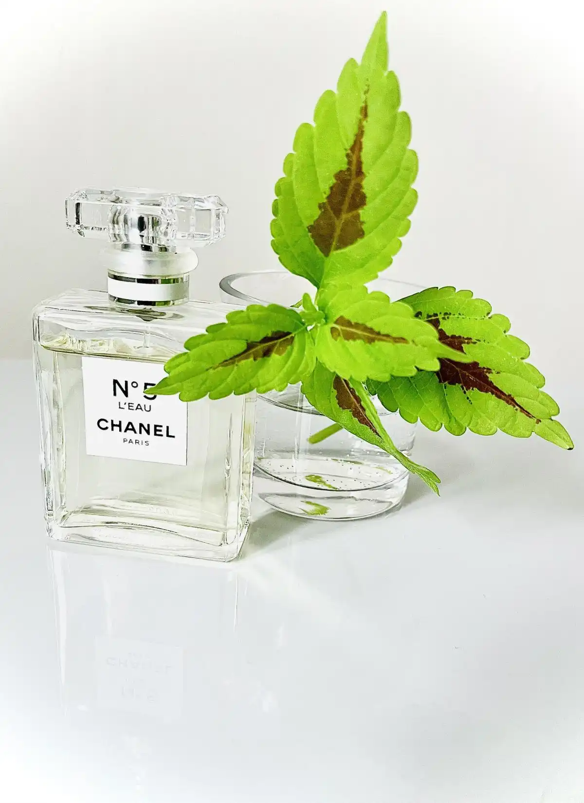 Độ lưu hương Chanel No 5 L’Eau