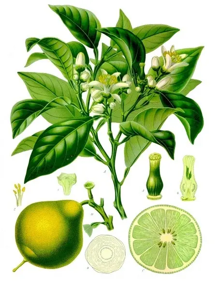 nguồn gốc cây cam bergamot