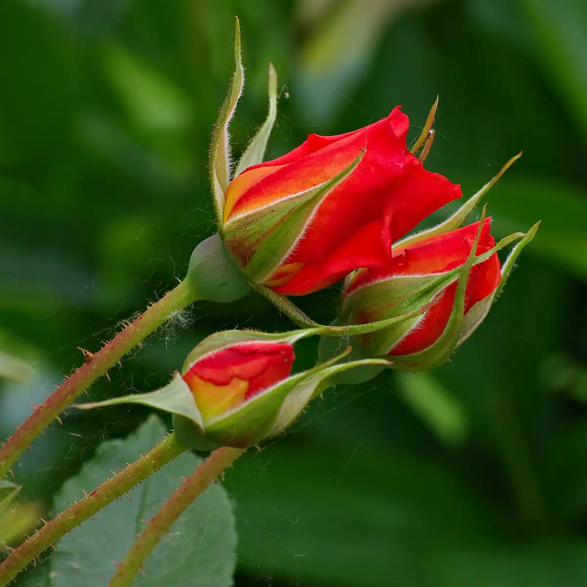 Từ rose có nghĩa là gì?