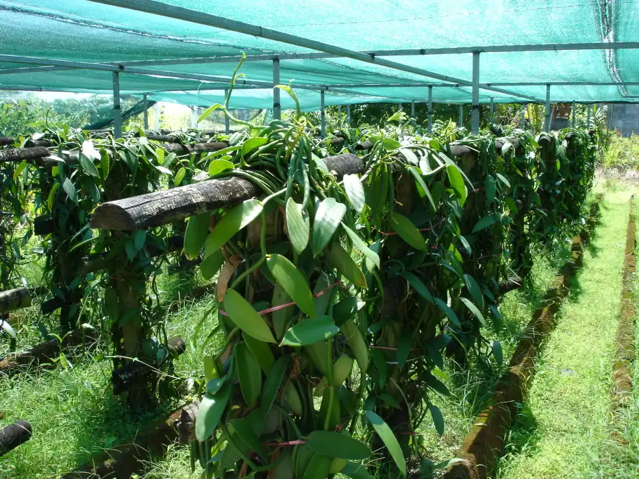 Trồng trọt vanilla