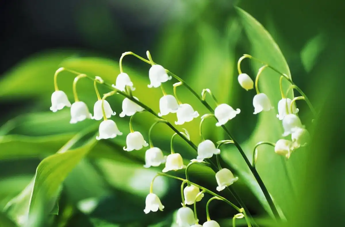 Hoa Linh Lan (Lily of the Valley) Trong Nước Hoa Có Mùi Gì?