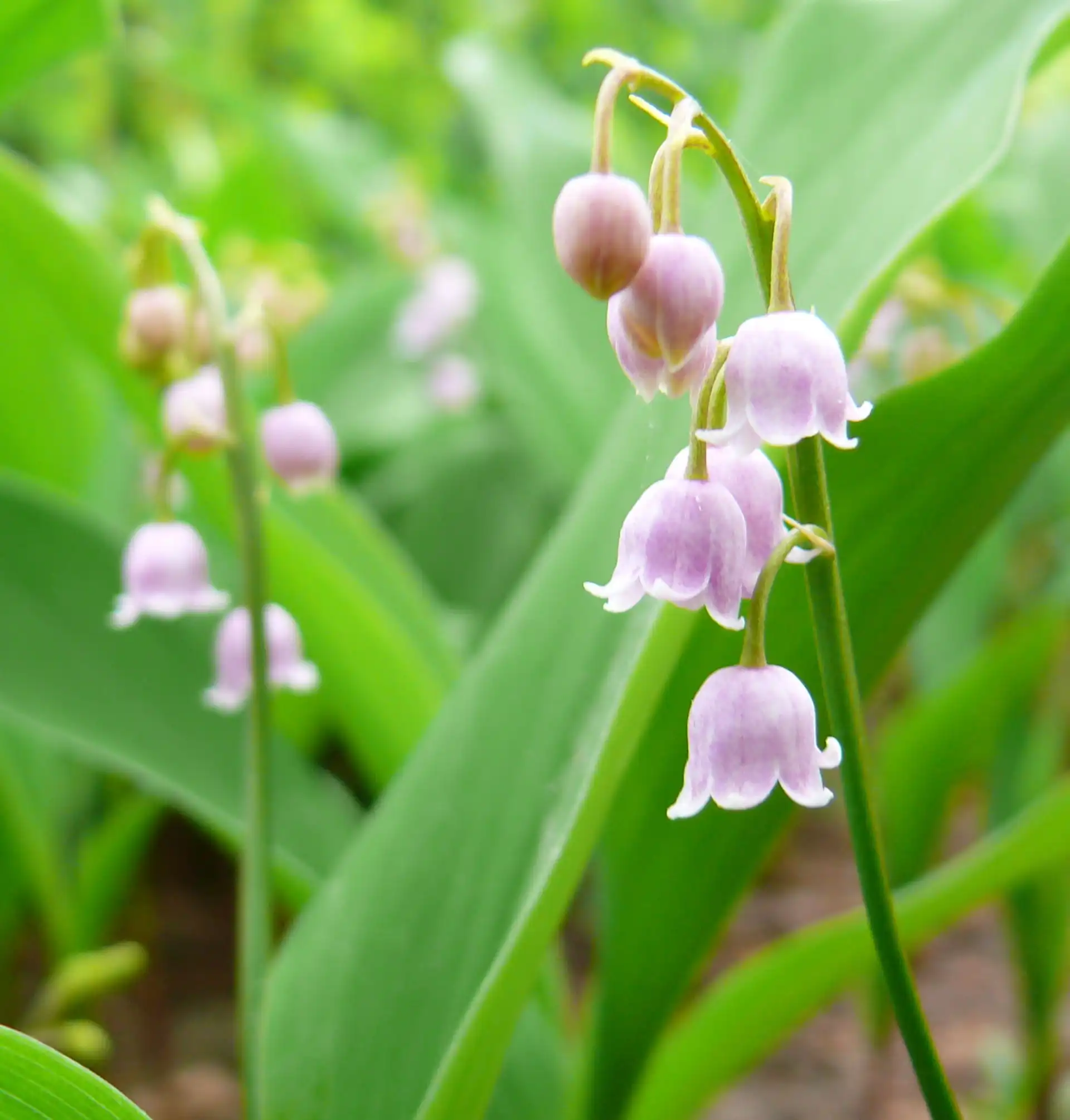 Nguồn gốc Hoa Linh Lan (Lily of the Valley)