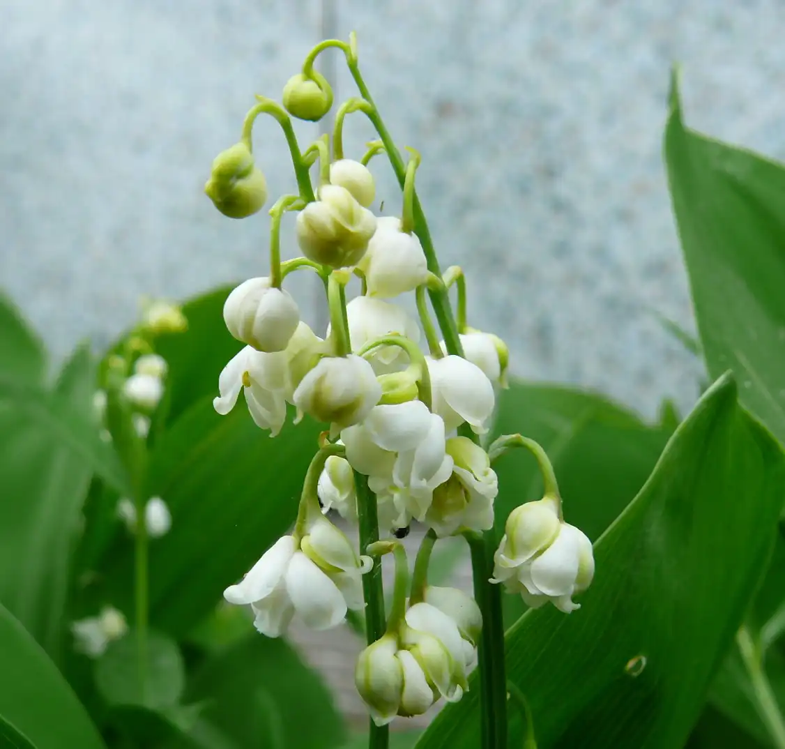 Chức năng Hoa Linh Lan (Lily of the Valley)