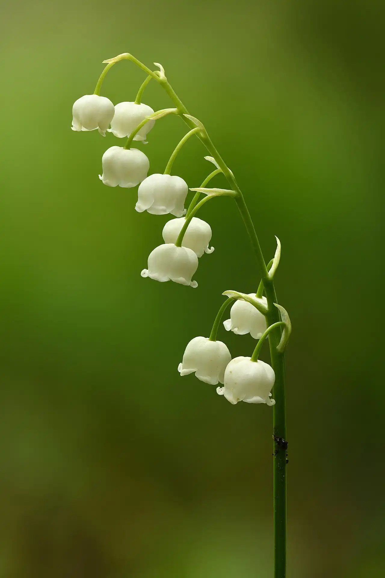 Loại thành phần Hoa Linh Lan (Lily of the Valley)
