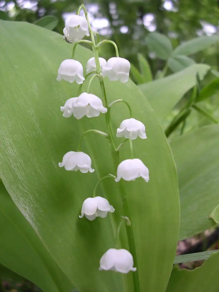 Hồ sơ mùi hương Hoa Linh Lan (Lily of the Valley)