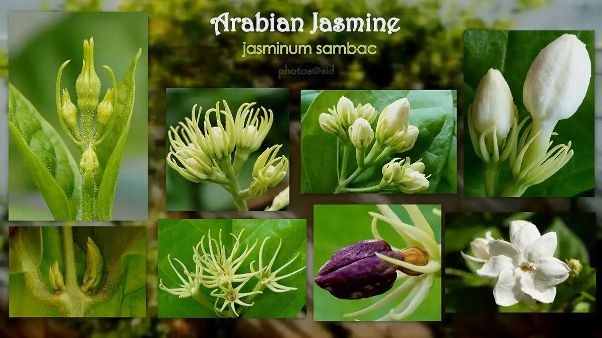 Các biến thể của Hoa nhài (Jasmine)