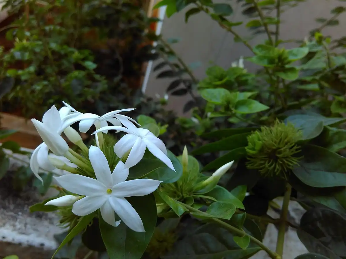 Chức năng Hoa nhài (Jasmine)
