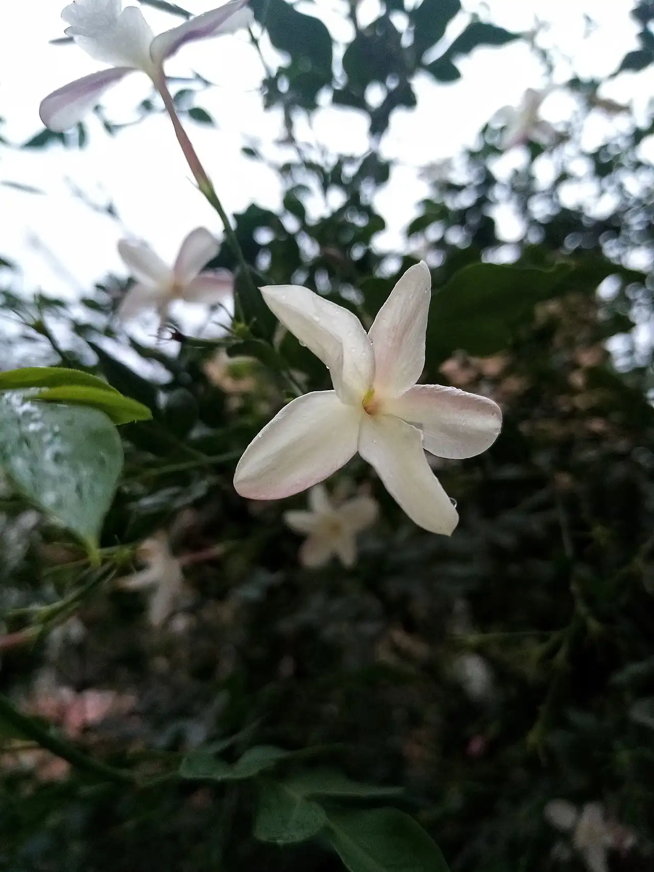 Loại thành phần Hoa nhài (Jasmine)