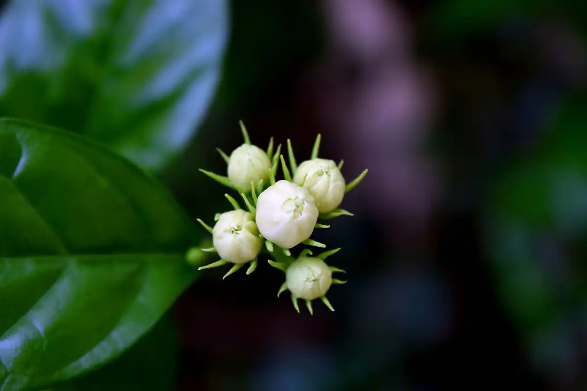Hoa nhài (Jasmine) có mùi như thế nào?