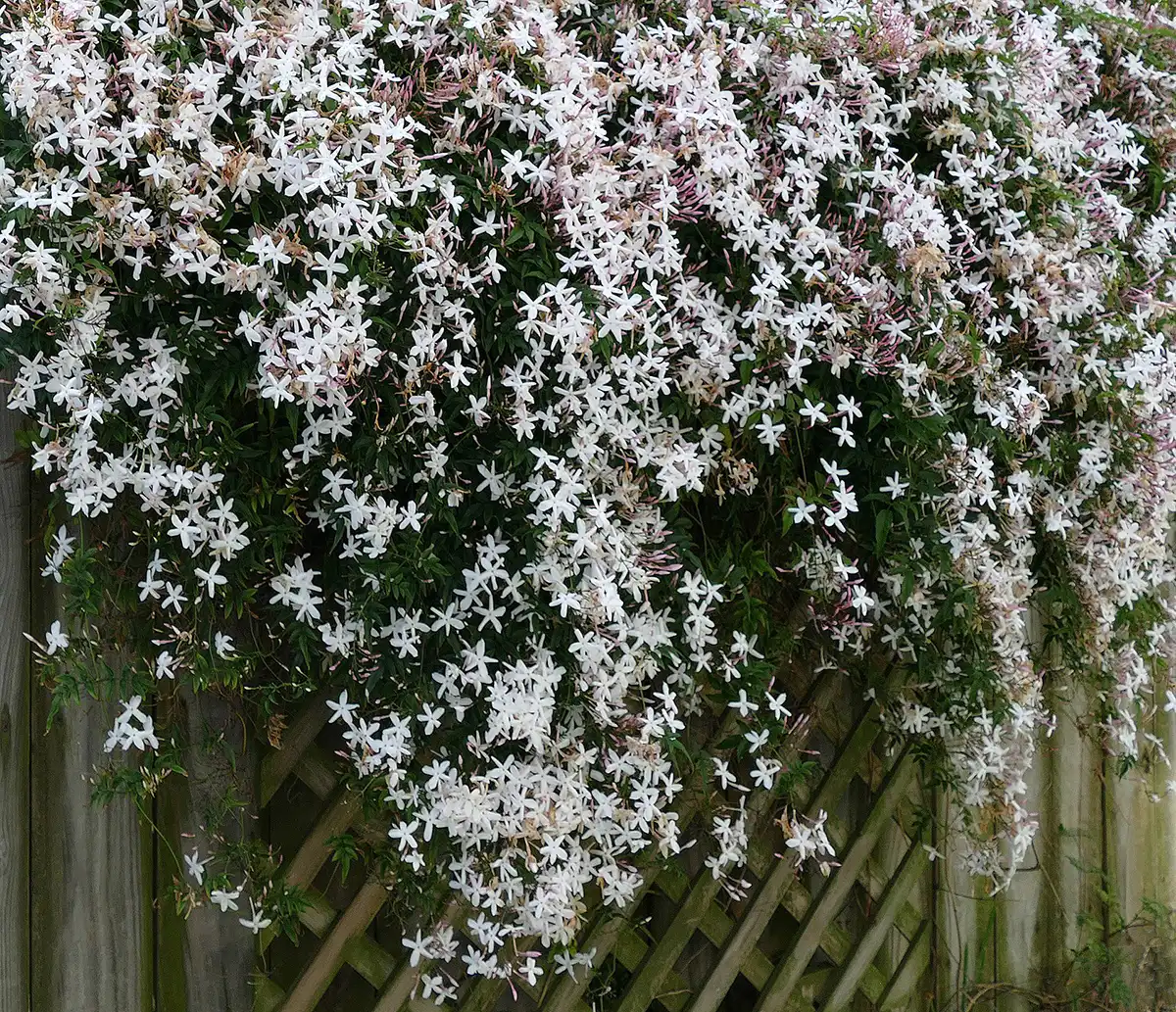 Nguồn gốc Hoa nhài (Jasmine)