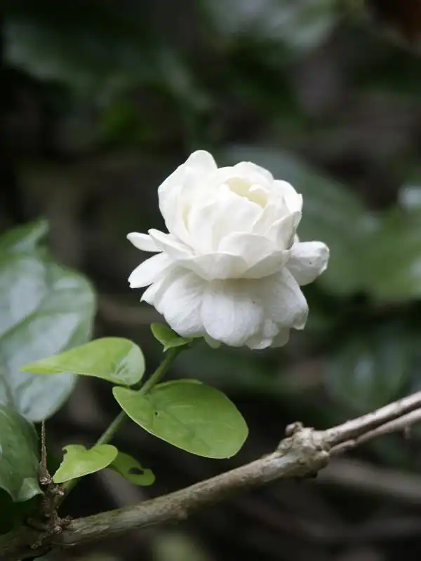 Hoa nhài (Jasmine) thuộc họ nước hoa nào?