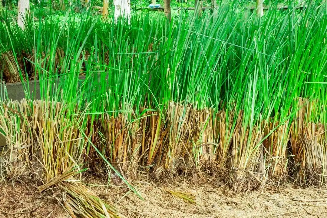 Cỏ Hương Bài (Vetiver) Trong Nước Hoa Có Mùi Gì?