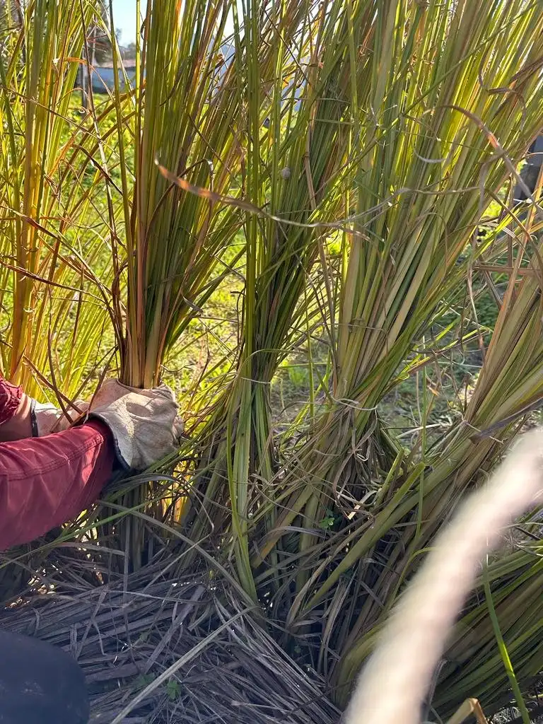 Loại thành phần Cỏ Hương Bài (Vetiver)