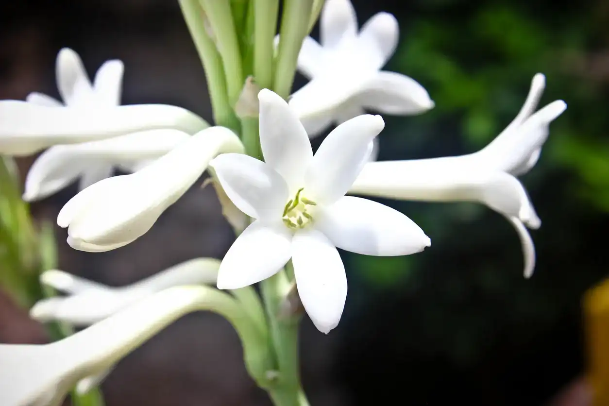 Hoa Huệ (Tuberose) Trong Nước Hoa Có Mùi Gì?