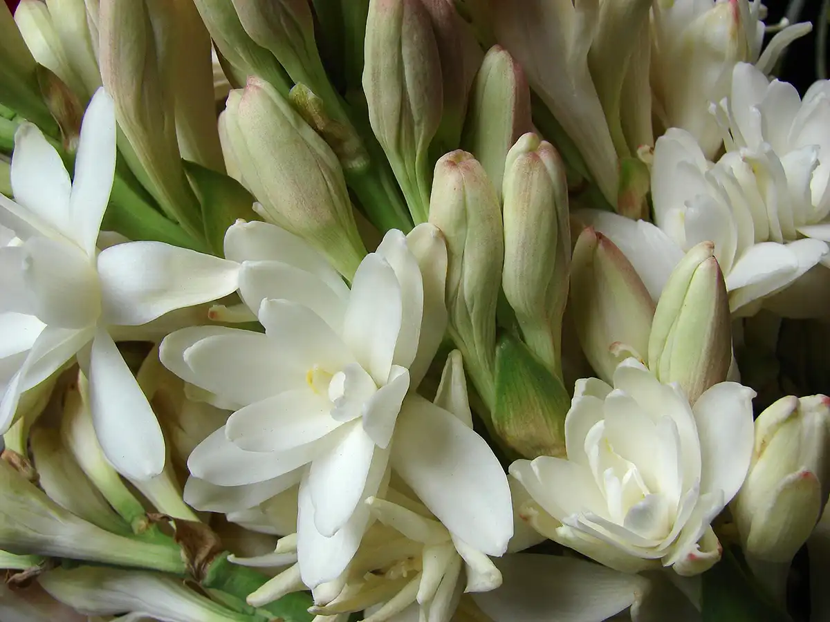 Từ tuberose (hoa huệ tây) có nghĩa là gì?