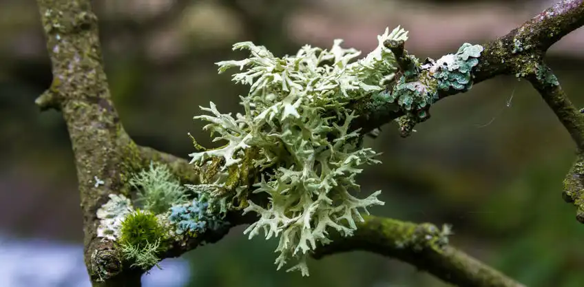 Rêu Sồi (Oakmoss) Trong Nước Hoa Có Mùi Gì?