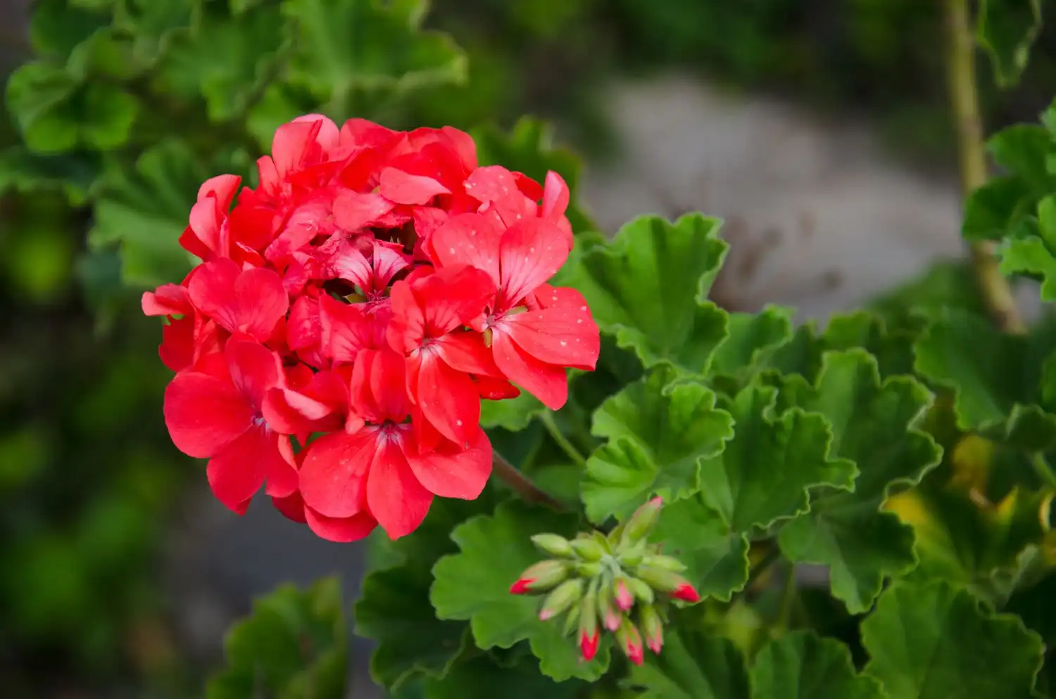 Hoa Phong Lữ (Geranium) Có Mùi Hương Như Thế Nào?
