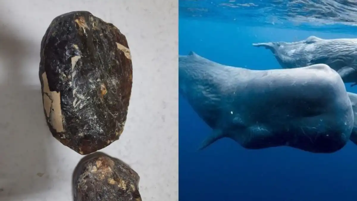 Nguồn gốc của Ambergris