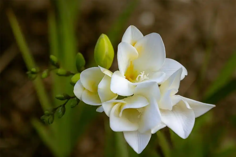 Lịch sử hoa freesia